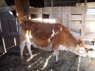 287_7_month_cow.jpg