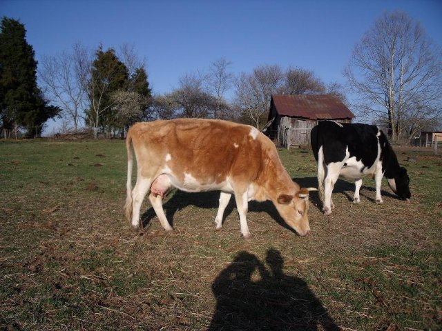 287_momma_cow.jpg