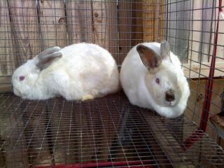 2983_rabbits.jpg