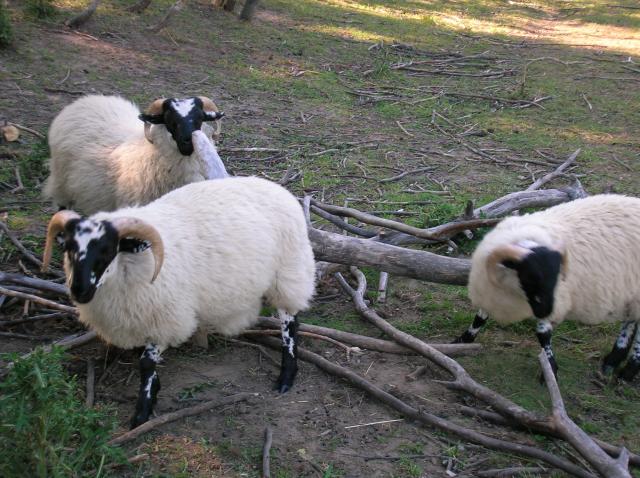 3034_sheep7172007_009.jpg