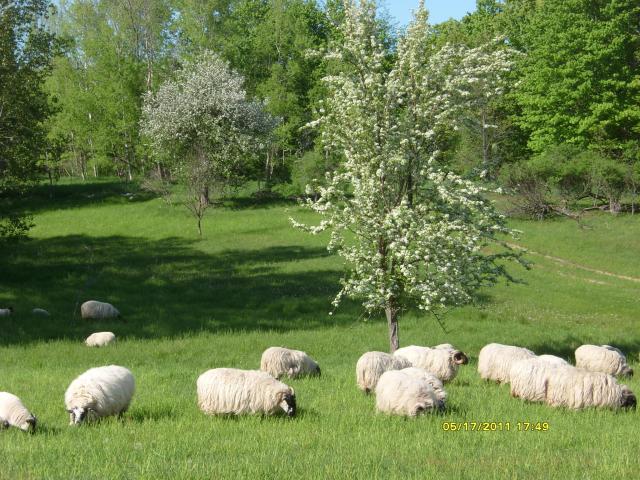3034_sheep_2011_014.jpg