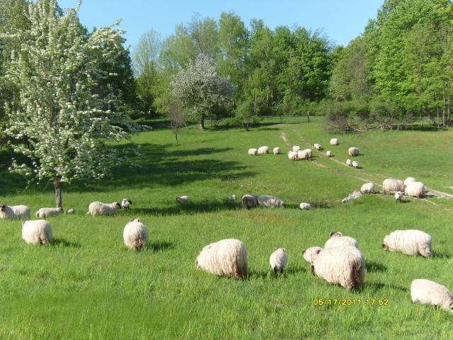 3034_sheep_2011_029.jpg