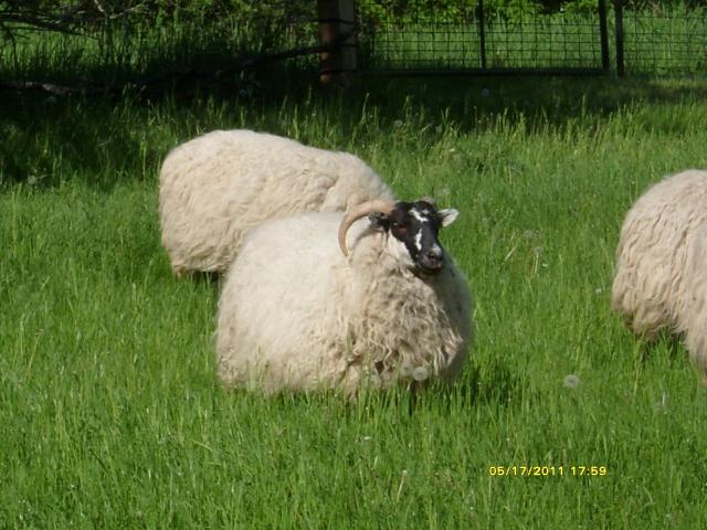 3034_sheep_2011_054.jpg