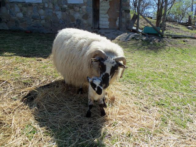 3034_sheep_babies_2012_060.jpg