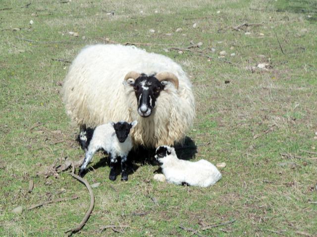 3034_sheep_babies_2012_064.jpg