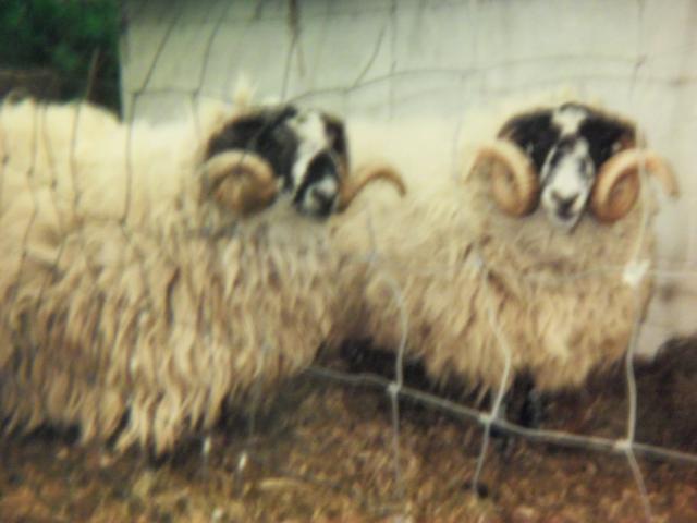 3034_sheep_pics_111_008.jpg