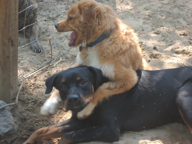 3070_puppies_1st_time_swimming_016.jpg