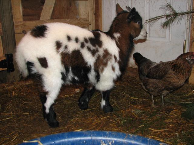 3120_barn_animals_etc_048.jpg