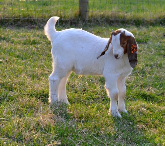 Weak Legged Baby Goats Backyardherds Goats Horses Sheep Pigs More
