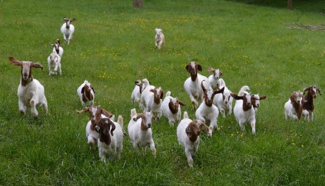 3140_flying_goats_may_15.jpg