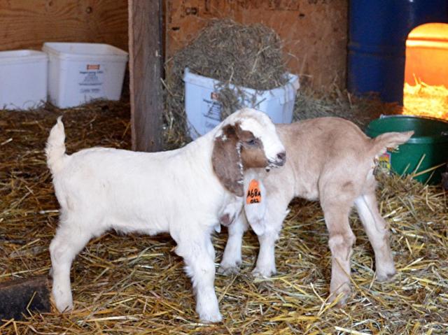 3140_galloway_buckling_2_days_old.jpg
