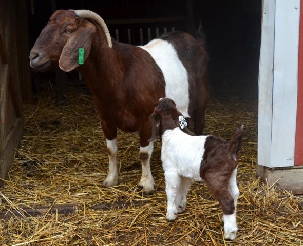 3140_indie_and_doeling.jpg