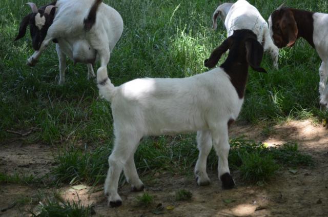 3140_little_b_doeling_may_202.jpg