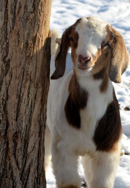 3140_nova_doeling_feb_20.jpg