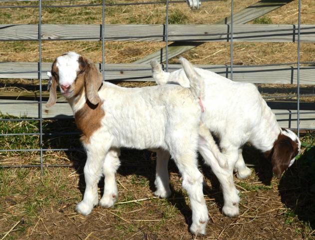3140_novas_buck_and_doe_4_days_old.jpg