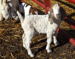 3140_pippi_doeling_3_days_old.jpg