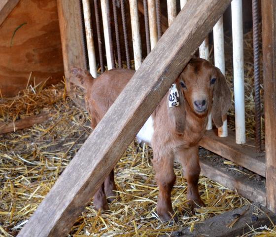 3140_pippi_red_doeling_feb_7th.jpg