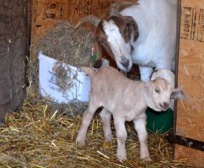 3140_snowball_a68_a_3_days_old.jpg