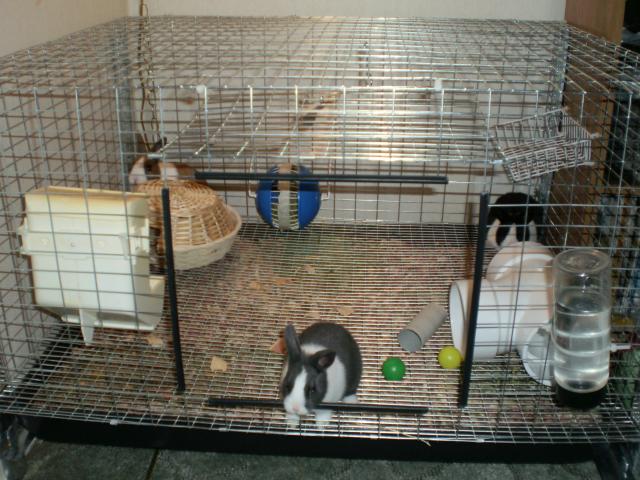 Your rabbit setups?? | BackYardHerds.com