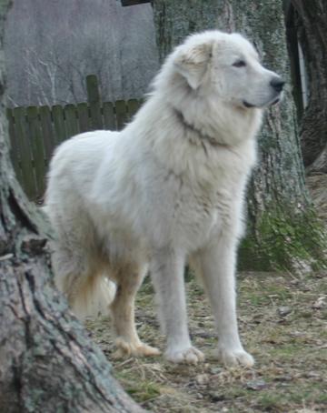 3472_trips_and_pups_032_copy.jpg