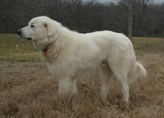3472_trips_and_pups_058_copy.jpg