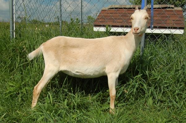 Lamancha, Toggenburg, Nigerian dwarf, and fainting goat...... | 0