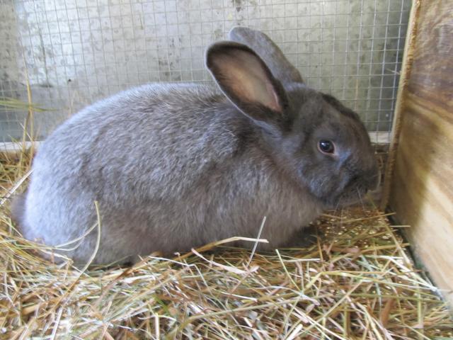 Blue silver fox rabbit cheap