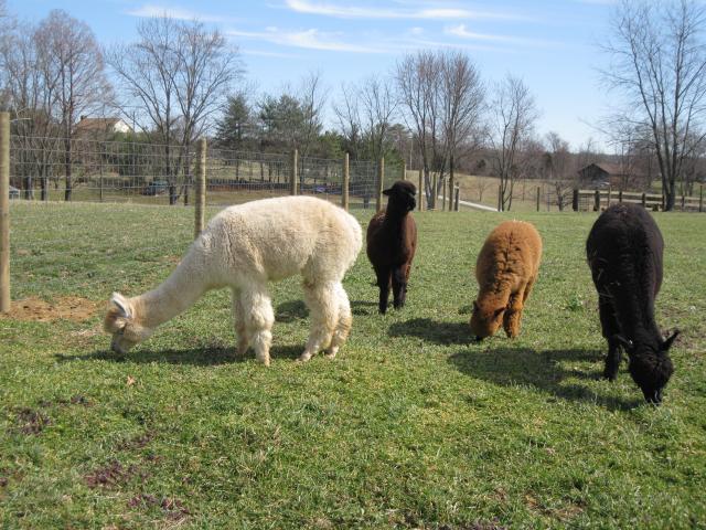 3734_alpacas_and_lucky_chick_march_22_2013_015.jpg