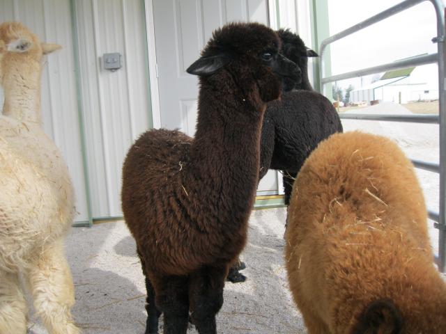 3734_alpacas_home_003.jpg