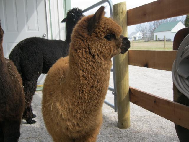 3734_alpacas_home_004.jpg