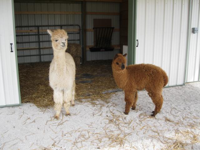 3734_alpacas_home_007.jpg