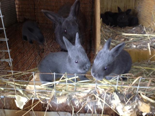 3787_bunnies.jpg