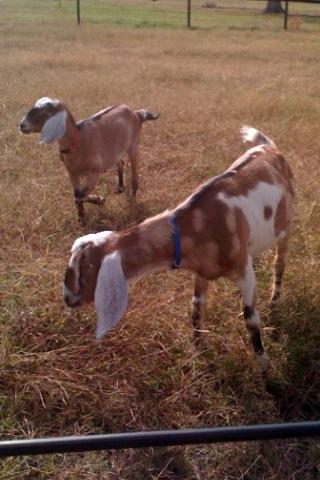3787_goat1.jpg