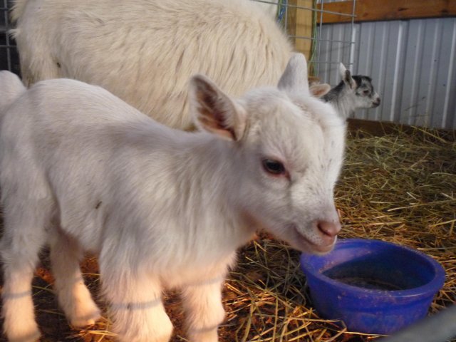 388_lill_goat.jpg