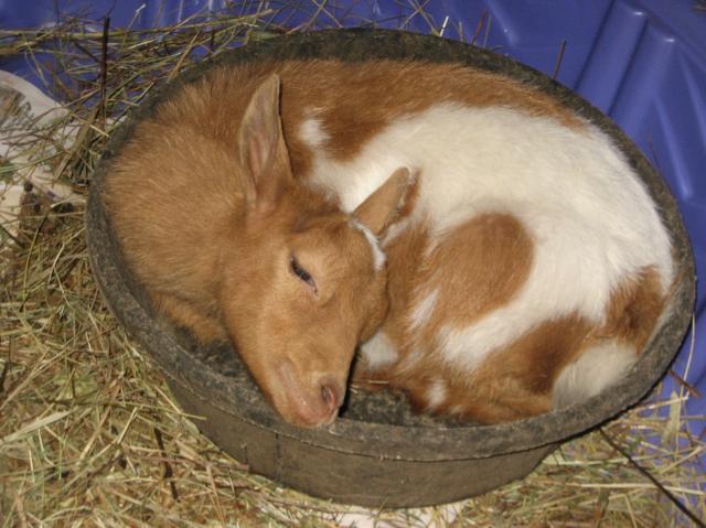 3902_penni_002.jpg