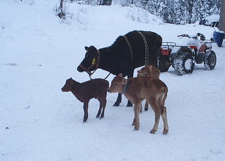 4002_s2010008.jpg