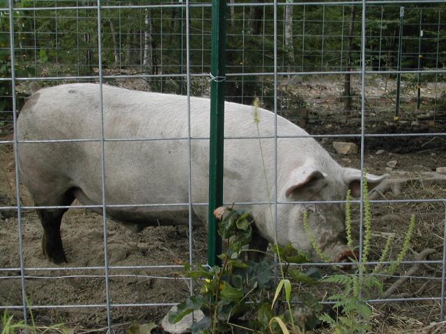 4090_big_piggie_waiting_0812.jpg