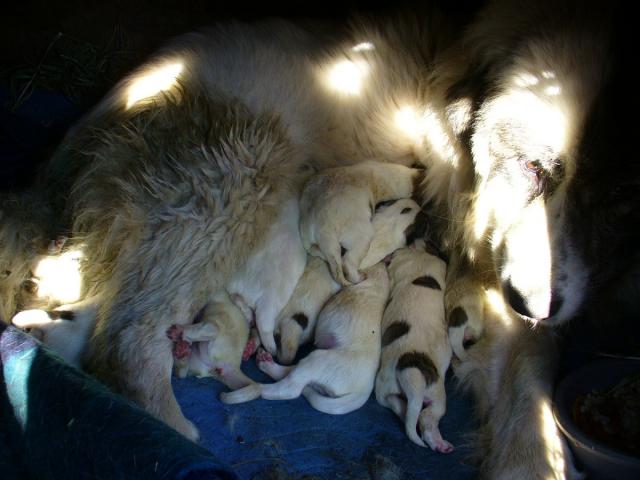 4124_puppies2-2nd-day.jpg