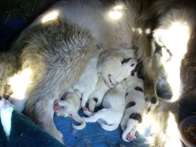 4124_puppies4-2nd-day.jpg