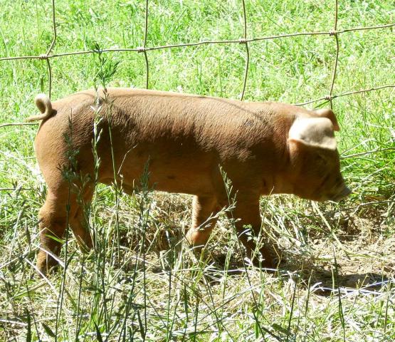 4150_11_petunias_piglet_chunk_at_2_weeks.jpg