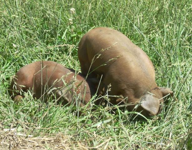 4150_14_petunias_piglet_chunk_at_2_weeks.jpg