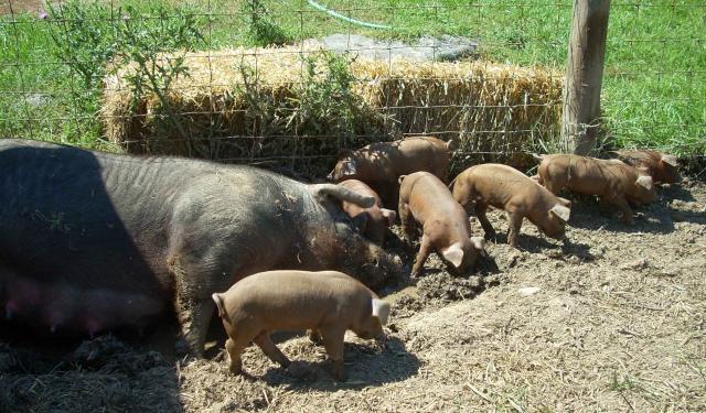 4150_6_petunias_piglets_at_2_weeks.jpg