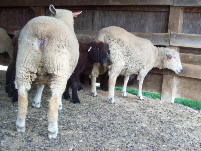 4485_sheep.jpg