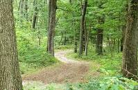 4522_the_winding_trail.jpg