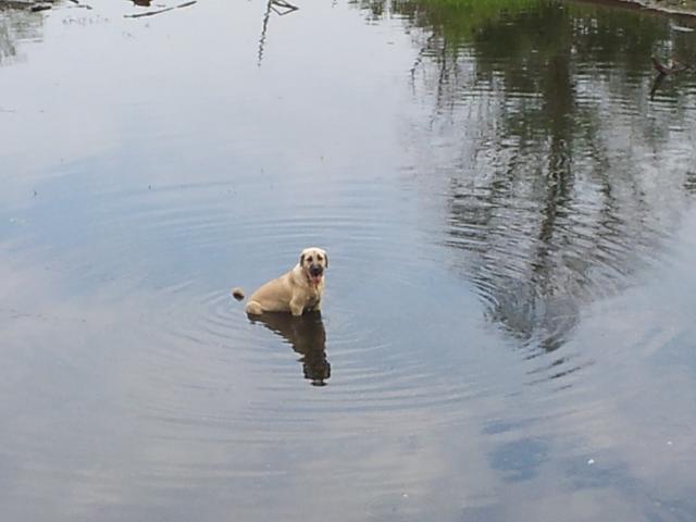 4595_max_relaxin_in_whats_left_of_the_pond.jpg