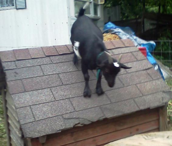 4667_blackjack_on_the_roof.jpg