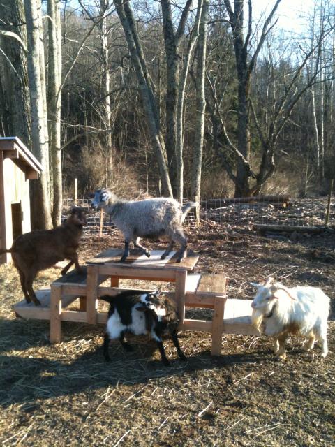 4738_big_goats_play_pen_021.jpg