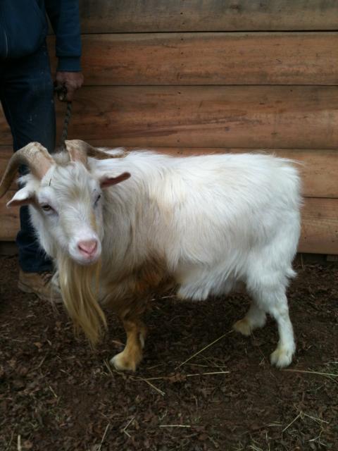 4738_new_goats_and_puppies_016.jpg