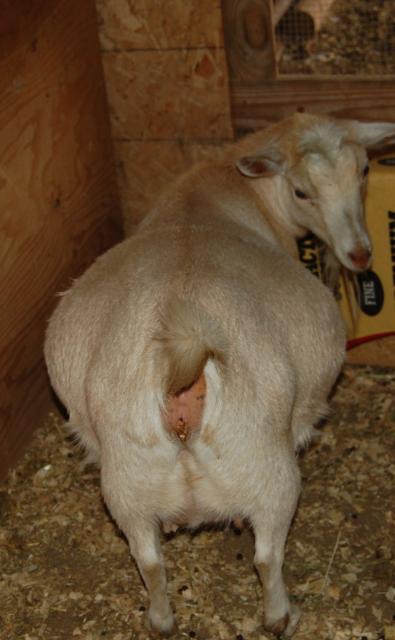 4775_edles5monthspreggers.jpg