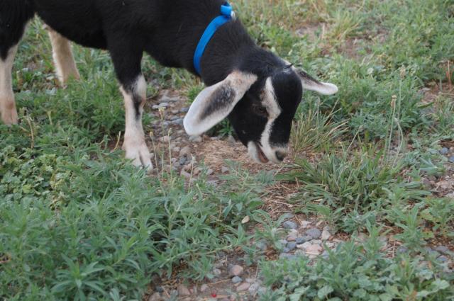 4775_goats_198.jpg